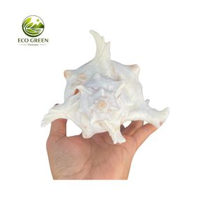 เครื่องประดับเปลือกหอยธรรมชาติแบบมีหนาม แต่งลายดอกไม้ สีขาวชมพู ผิวขัดเงา สัมผัสเหมือนจริง สำหรับตกแต่งบ้าน งานแต่งงาน และวันหยุด - Product Image 2