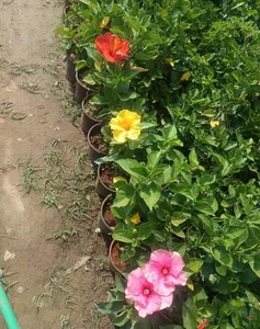 เมล็ดดอกดาวเรืองพรีเมียมสีเหลือง – เมล็ดพันธุ์ดอกไม้ที่มีอัตราการงอกสูงสำหรับการเพาะปลูกเชิงพาณิชย์และสวนในบ้าน - Product Image 5