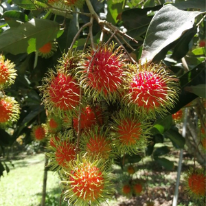 Rambutan Congelado Premium 100% Original de Darlac Farms, Exportación a Granel IQF desde Dak Lak, Vietnam - Paquete al Vacío de 20 kg, Certificado HACCP/ISO - Product Image 3