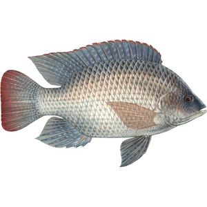 Filete de tilapia fresco sin piel y sin espinas, congelado, filete de pescado congelado rápidamente - Product Image 6