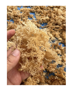 สาหร่ายคอตตอนนีแห้ง ใช้กันอย่างแพร่หลายเป็นวัตถุดิบสำหรับการสกัดคาร์ราจีแนนในอุตสาหกรรมแปรรูปอาหาร - Product Image 1