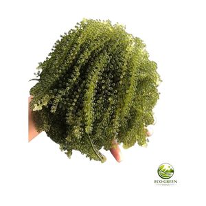 Umidabudos de Vietnam al por mayor: Uvas de mar deshidratadas de alta calidad, caviar verde fresco, algas saladas, a precio de fábrica. - Product Image 1