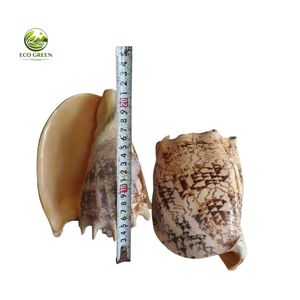 เปลือกหอยลายเสือขัดเงา ยี่ห้อ Leporicypraea Mappa S Cypraea Argus Eyed ของแท้จากเวียดนาม สำหรับงานฝีมือและของตกแต่ง ขายส่งจากโรงงาน - Product Image 6