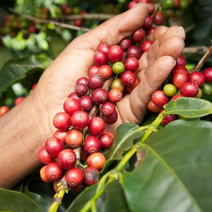 HANCOFFEE Cosecha 2026 Granos de Café Robusta Crudos/Verdes - Precio Mayorista Más Bajo por TONELADA - Empaquetados en Bolsas de 60 kg/PP/Yute - Product Image 1