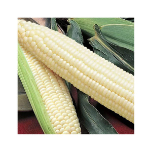 Brazilian White Corn Bulk Supply Clean Dried <b>Grain</b> for Food Industry and Wholesale Markets - Product Image 3