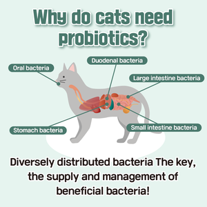 Dr.BY Cuidado Intestinal Diario para Gatos, Probióticos en Polvo, Suplemento que Apoya la Salud Digestiva, Sin OMG, 45g - Product Image 2