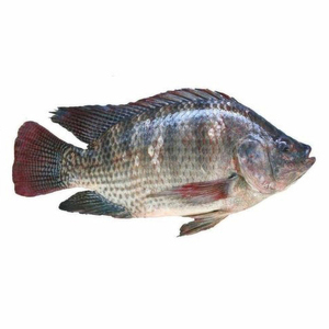 Tilapia Negra Congelada, Intera, Sin Escamas - Product Image 2