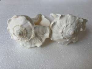 Grandes lampes de sel de l'Himalaya sculptées imitation antique, blanc, pour décoration de mariage sur la plage, fournitures de bricolage, vente en gros, polies, thème océan, en vrac - Product Image 5