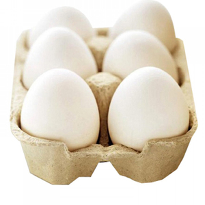 Fournisseur en gros d'œufs de poulet blancs naturels de qualité supérieure, œufs frais de ferme pour les supermarchés et les distributeurs de produits alimentaires - Product Image 4