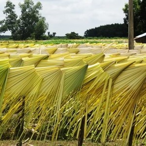 Hojas de palma de Palmyra secas ecológicas, hojas de palma Borassus Flabellifer y decoración. - Product Image 3