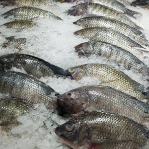 <span class=keywords><strong>Pesce</strong></span> Tilapia Congelato Eviscerato 2,25kg di Taiseng Seafoods - Product Image 3