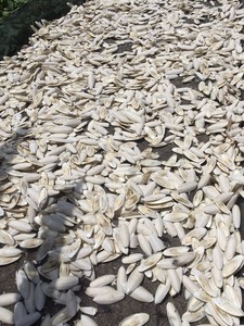 Proveedor y fabricante de huesos de sepia de Vietnam para aves, caracoles y reptiles. Fuente de calcio. Hueso de sepia limpio 24. - Product Image 4