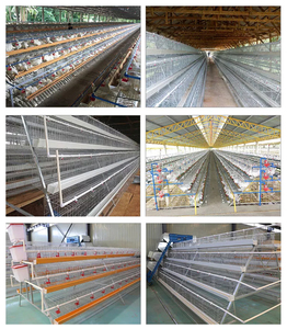 Jaulas para Pollos Totalmente Automáticas Tipo <span class=keywords><strong>A</strong></span> y Tipo H para Crí<span class=keywords><strong>a</strong></span> de Aves de Corral y Producción de Huevos - Product Image 5