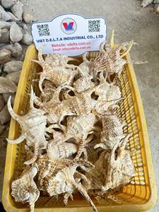 <b>Hermit</b> <b>Crab</b> <b>Shells</b>, Seashell in Various Sizes-Great for <b>Shell</b> Swapping and Creative Crafting/ Ms. Lima - Product Image 6