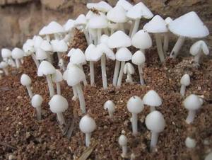 Champignons frais de haute qualité, champignons comestibles de ferme, en plastique HDPE pour la cuisson et l'exportation, Viet Delta, Mme Nancy - Product Image 1
