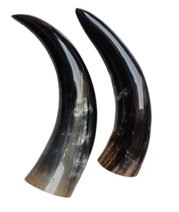 Buffalo <b>Decorative</b> Horn Item Pairs Natural Large Horn Buffalo Polished Handcrafted Pair <b>Decorative</b> Item - Product Image 2