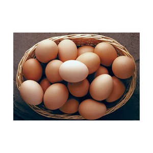 Fournisseur en gros d'œufs de poule bruns frais de première qualité à vendre à prix avantageux - Product Image 5