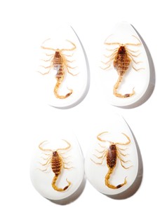Golden Scorpion Real Specimen Plastic Cabochon Pear Shape Cut <b>Top</b> 33x22 mm White Flat Bottom for Crafts and Jewelry Making - Product Image 4