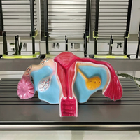 MAYALAB Nuevo Modelo de Útero Humano Mhu23m para Enseñanza Médica y de Enfermería, y Demostración Anatómica de Ciencias Reproductivas