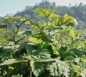 Aceite Esencial Puro Premium de Pachulí de Sumatra Oscuro Min 32 PA (PL-102) Aroma Van - Product Image 1