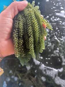 Fournisseur vietnamien proposant des raisins de mer pour les programmes d'exportation avec une production fiable à long terme - Product Image 5