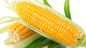 Maíz Dulce Premium Cocido en Grano, Envasado al Vacío Fresco, Suministro de Alimentos a Granel - Product Image 2