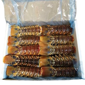 Homard entier congelé et queues de homard, qualité supérieure, produit de qualité supérieure, fabrication pour l'exportation, marché, meilleure qualité, prix réduits - Product Image 5