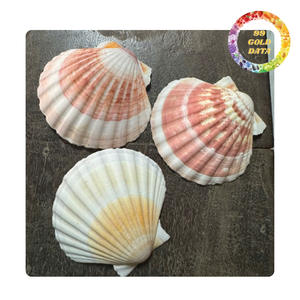 Coquilles décoratives de haute qualité en forme de coquille Saint-Jacques pour la décoration de vins, mariages et fêtes, fournitures pour bijoux et artisanat, vente en gros - Passe au micro-ondes, sans BPA, double paroi - Product Image 4