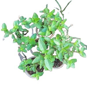 NATUREL Feuilles d'herbe noire ou mesona chinois, platostoma palustre Sans conservateur Fabriqué au Vietnam - Product Image 1