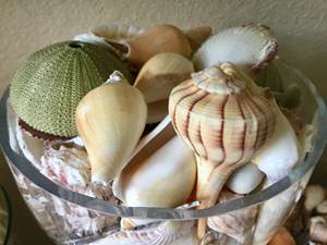 Coquillages artisanaux / Ambiance de brise marine / Idées cadeaux / Éléments biologiques - Product Image 5