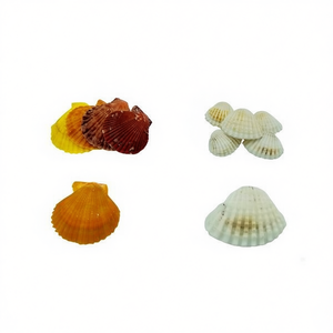 Coquillages décoratifs, coquilles de conque et coquilles de neige pour aquarium - Product Image 2