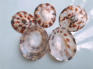 Coquille de limpet ovale polie du Vietnam pour accessoires de décoration intérieure, thème côtier, mise en scène de table utilisant du matériau de coquille authentique - Product Image 3