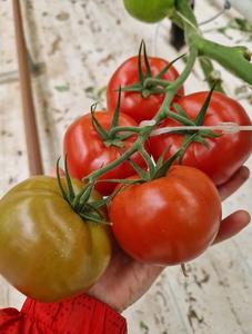 Sacs de culture pour tomates ARAVA, de qualité supérieure, écologiques, en fibres de coco, traités anti-UV, haute rétention d'eau et de nutriments, prêts à l'emploi, Italie - Product Image 4