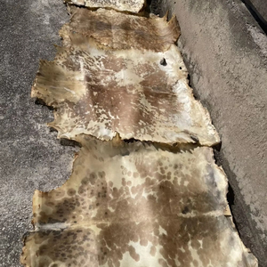 Peau de tambour en vachette naturelle de 18 pouces pour Bodhran, en peau de chèvre africaine naturelle, blanche - Product Image 1