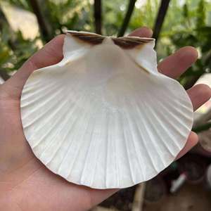 Coquilles de palourde naturelles du Vietnam, nettoyées, colorées, tailles variées pour l'artisanat DIY, la décoration intérieure, les présentoirs de mariage, les bijoux et les cadeaux - Product Image 5