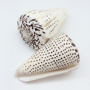 Conchas naturales de caracoles marinos, conchas hebreas en forma de cono, para decoración de acuarios, exhibición con temática de playa - Product Image 3