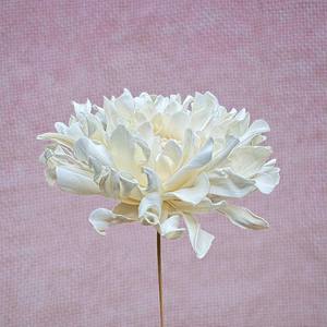 ดอกไม้ประดิษฐ์ทำมือจากไม้โซล่ารูปดอกเบญจมาศ ขนาดใหญ่ 15 ซม. พร้อมก้านไฟเบอร์จากพืชเซสบาเนีย - Product Image 2