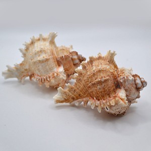 Murex operculum เปลือกหอยเปลือกหอยธรรมชาติสำหรับชายหาด VIBE accents - Product Image 2