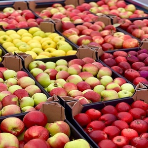 High Quality <b>Harvest</b> Supply Fresh Fuji Apple With Natural Freshness And Secure Packing For Global Fruit Import Buyers - Product Image 3
