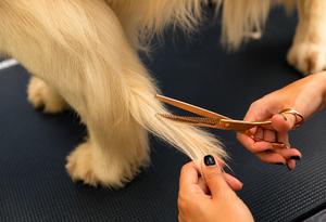 Ciseaux professionnels pour toilettage des animaux, pour couper les poils des animaux, ciseaux de toilettage pour une coupe lisse et facile, professionnels - Product Image 5
