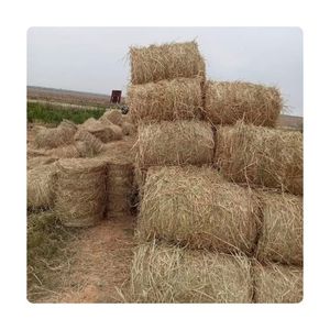 HIGH QUALITY Dried Rice Straw For Convenient Soil Erosion Control Protection And Paper Pulp Manufacturing Box Lot - Product Image 1