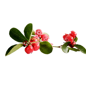 น้ำมันวินเทอร์กรีนออร์แกนิคแท้ 100% ใหม่ล่าสุด |   ได้รับการรับรองมาตรฐาน GMP |   กลั่นด้วยไอน้ำ |   การใช้งานอเนกประสงค์ |   ผู้ผลิตจำนวนมากจากอินเดีย - Product Image 4