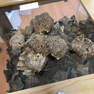 AZ Oud Vietnam - Virutas de Madera de Agar Natural Premium (Aquilaria Crassna Infectada por Hongos) Grado 3A+ con Alto Contenido de Resina y Aroma Dulce - Product Image 1
