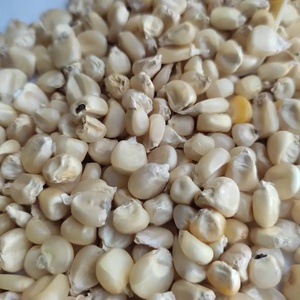 Maïs sec non glutineux de haute qualité, granulés de maïs blanc d'Afrique de l'Est, OGM, durée de conservation de 24 mois, consommation humaine, meilleur prix - Product Image 5