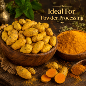 Bulbes de curcuma à haute teneur en curcumine |   Bulbes de curcuma d'origine Nizamabad pour le traitement des épices et l'utilisation dans la fabrication alimentaire, commerce en gros - Product Image 2