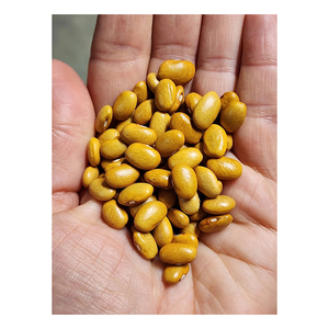 Gran Cantidad de Frijoles Amarillos Ofrecidos a Compradores y Comerciantes Profesionales de Alimentos - Product Image 4
