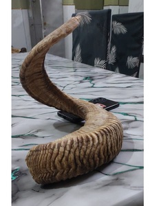 Shofar en corne de bélier naturelle, poli, éco-responsable, taille personnalisée, casher, pour usage religieux, produit phare - Product Image 2