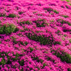 Graines de Lavande Grimpante 'Heirloom Flowers' – 3000 Variétés – Plantes Perpétuelles pour Couverture au Sol – Fournitures de Jardin Sans Nuisibles - Product Image 2