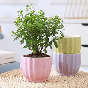 Maceta de cerámica premium con encanto decorativo atemporal. Maceta de cerámica diseñada para durar y con una belleza estética. - Product Image 1