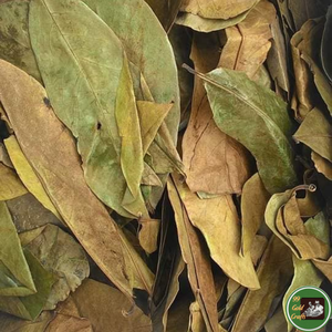 Feuilles de corossol séchées et propres, matière première végétale pour tisanes et ingrédients de boissons, Vietnam - Product Image 2